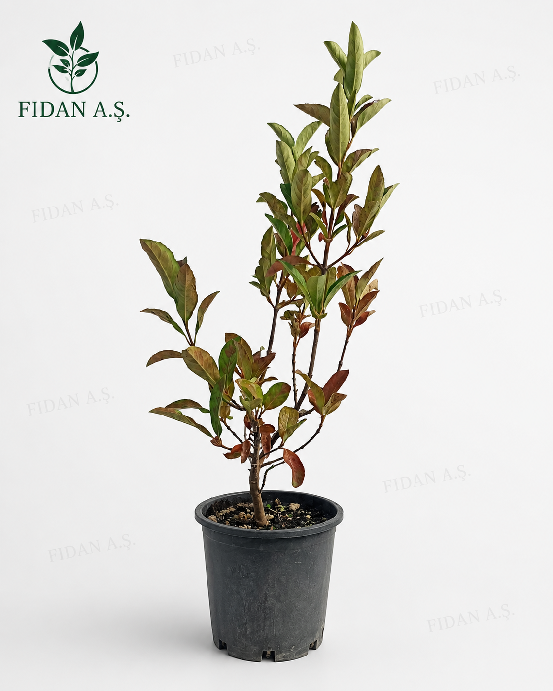 Viburnum Lucidum